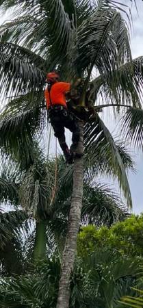 Tree Removal Tree Trimming Best price