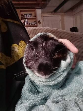 Two male guinea pigs