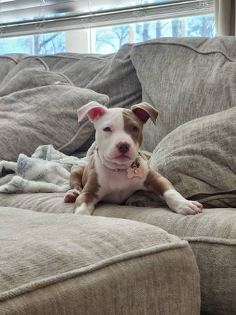 4 month old female pitbull puppy