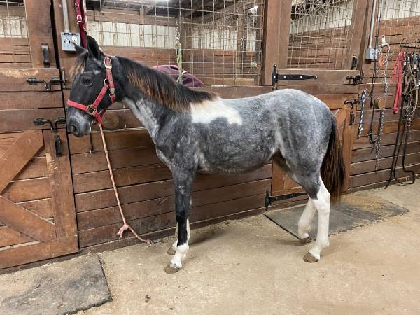 Blue Roan and White registered Tennessee Walking horse