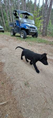 Lab German Shepard mix poppies