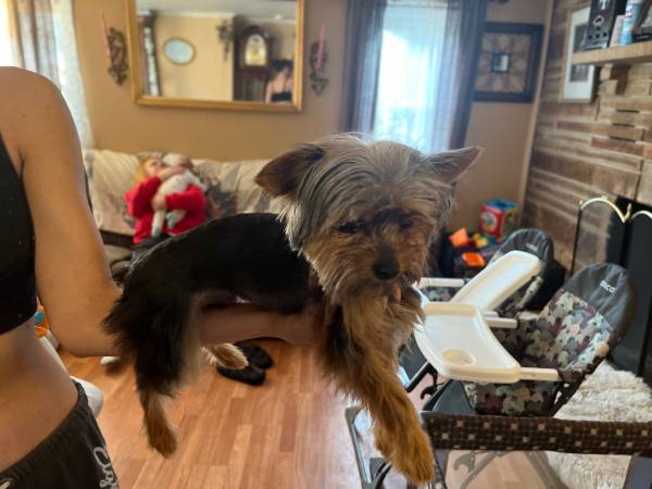 White Yorkshire terrier puppy