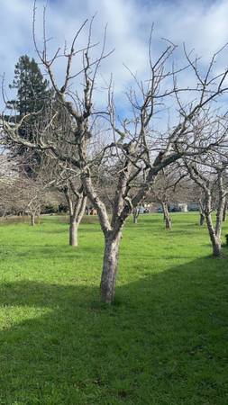 Fruit tree pruning, landscape maintenance. Get on Schedule NOW