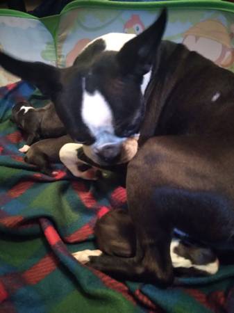 Boston Terrier Puppies