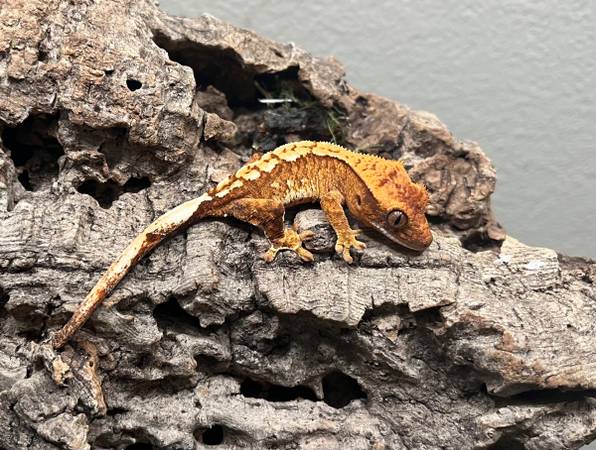 High End Hatchling Crested Geckos