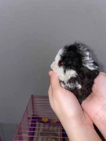 Guinea Pigs Available