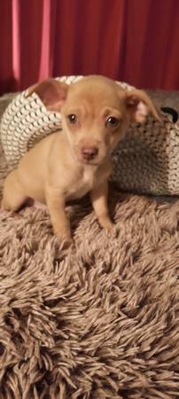 Male chihuahua puppy