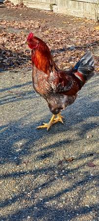 Blue Red Laced Wyandotte Rooster