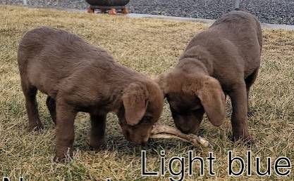Chesapeake Bay Retrievers