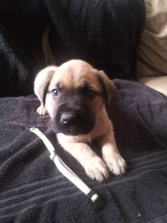 Bull mastiff puppies