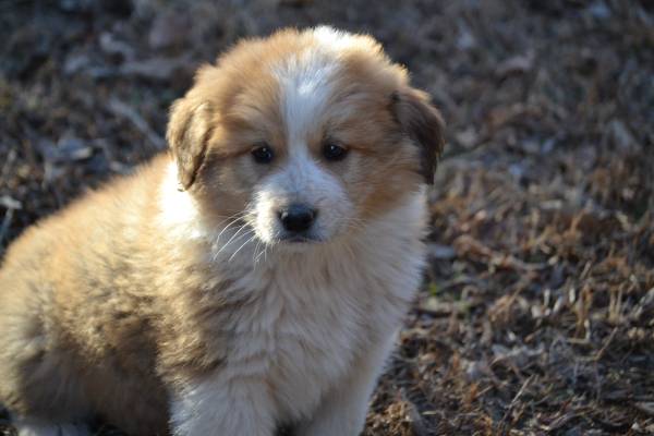 Great Pyrenees/Bernese Mountain Dog Mix