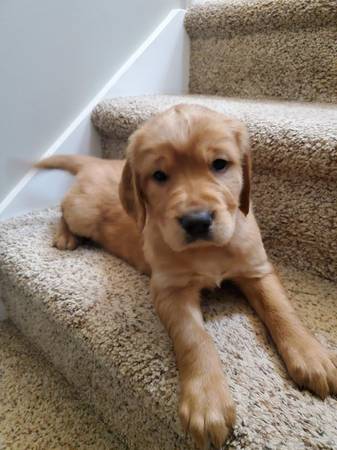 Irish Golden puppy