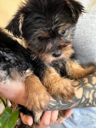 4 month old male yorkies