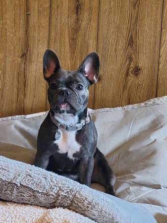 BLUE the stolen French Bulldog