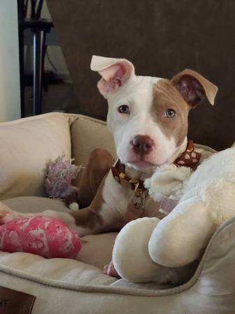 4 month old female pitbull puppy