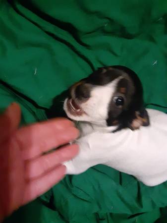 Miniature rat terriers