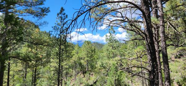 +/- 37.95 Acres in the Middle of Ruidoso—SELLER FINANCING AVAILABLE!