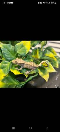 crested gecko