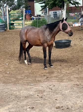 Bay roan mare