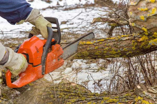 Tree Service, Care, Removal, Cutting, Pruning. Affordable Rates.