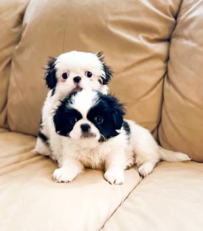 Shih Tzu Chin puppies