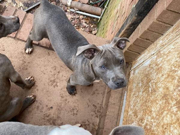 Bully Puppies