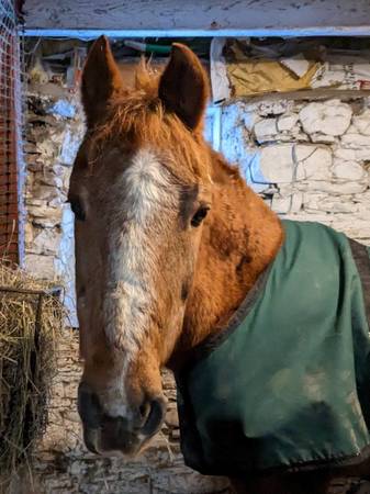 ***Volunteers needed in rescue/rehab horse program