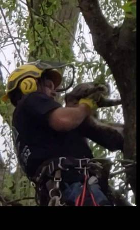 Tree Removal Tree Trimming Best price