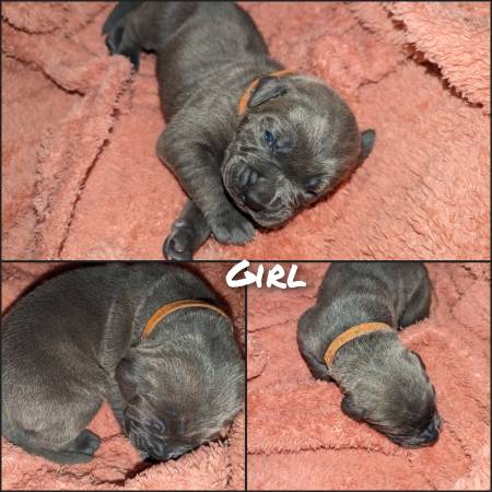 Cane Corso/Italian Mastiff Puppies