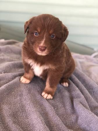 Australian Shepherd Puppies