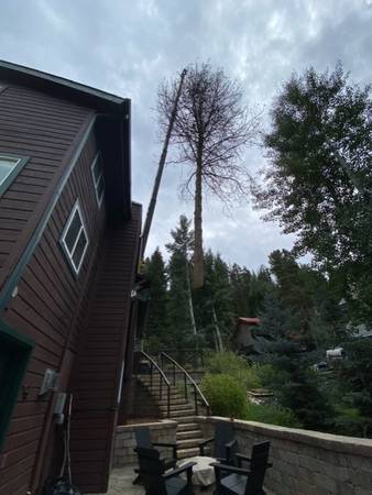 Arborist Services / Trees Cut Down & Bucked