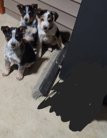 Male Heeler Pups