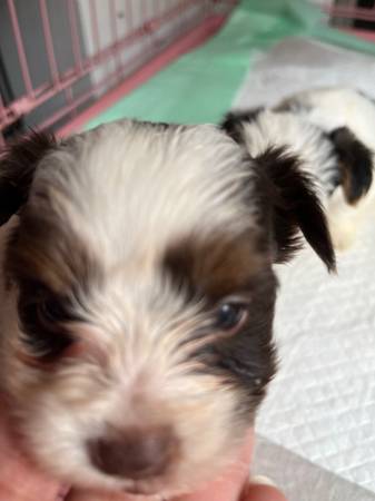 White Yorkshire terrier puppy