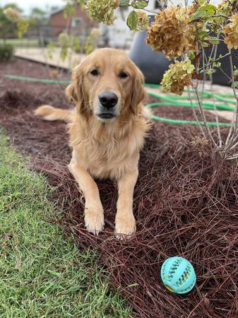 AKC Registered Golden Retrievers