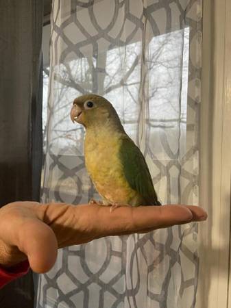 Green Cheek Conure