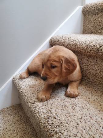 Irish Golden puppy