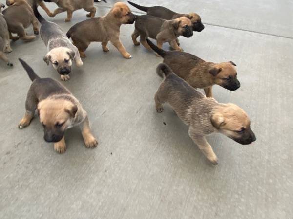 Puppies for sale