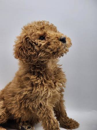 Akc small standard poodles