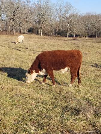 Hereford Bulls