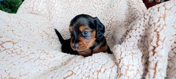 Miniature Dachshund puppy