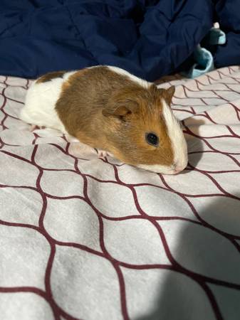 Guinea Pigs