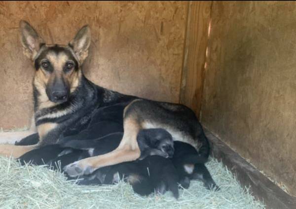 Rehoming German Shepherd Puppies