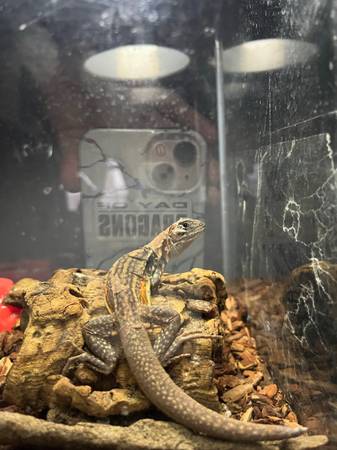 Reptile Rescue & taking unwanted reptiles