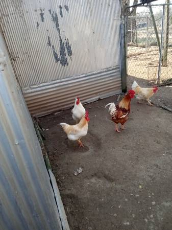 I have 12 full grown roosters mostly Isaiah Brown