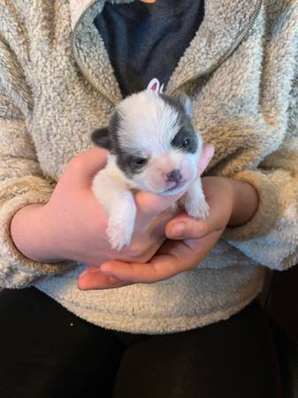 Chihuahua yorkie mix