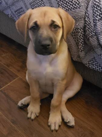 Mastiff/German shepherd puppies