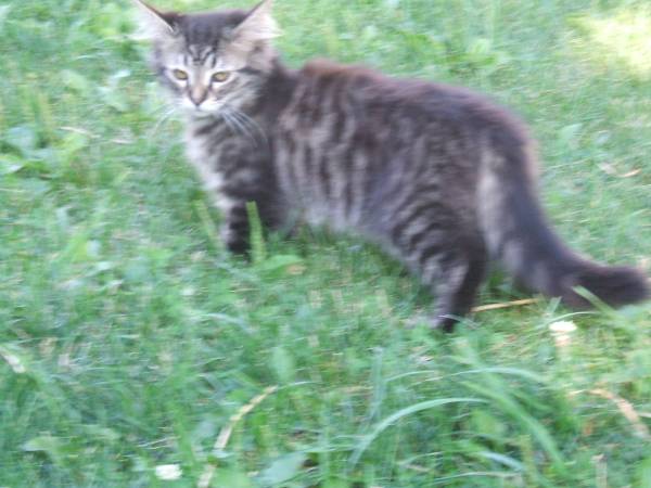 Long haired cat