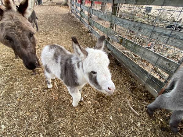 Baby Miniature Donkey Female