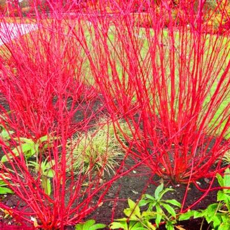 Red Twig Dogwood Shrubs