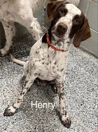 German shorthaired pointer dog